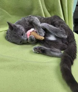 A young medium-sized male Domestic Short Hair cat named Odin for adoption in Bucyrus, OH
