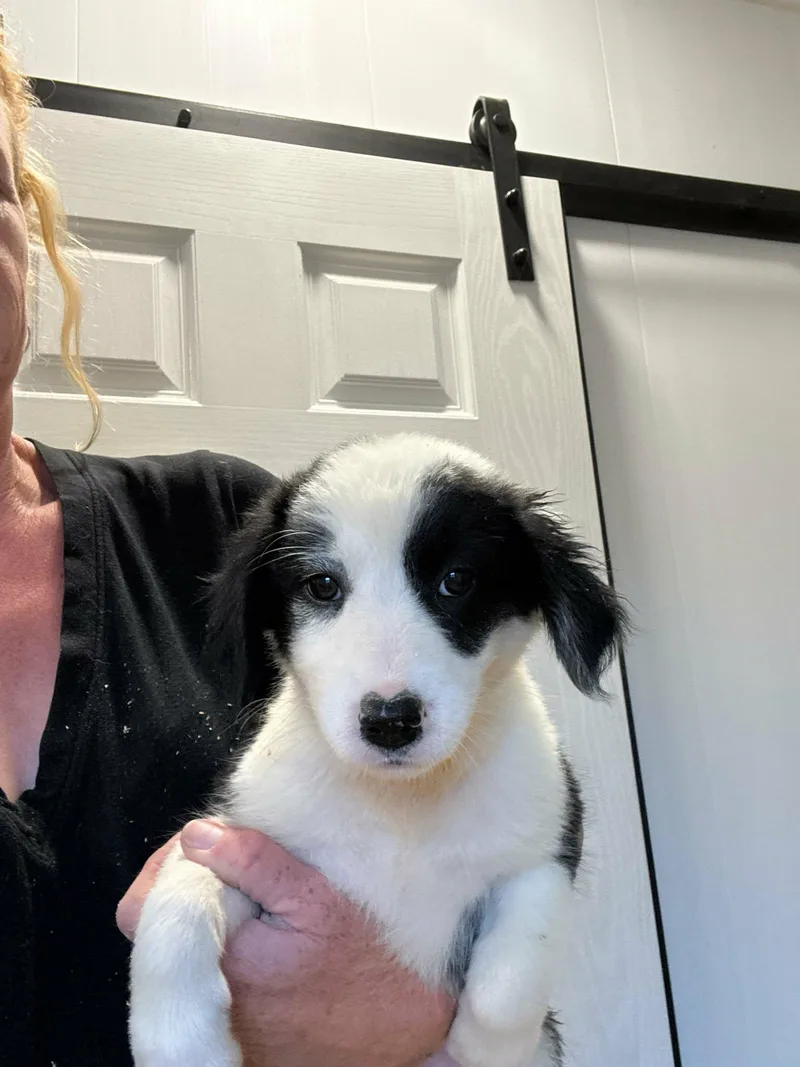 A baby small-sized female Border Collie dog named Cookies N Cream for adoption in Havertown, PA