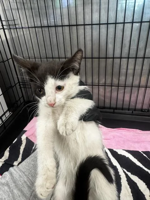 A baby small-sized male Domestic Short Hair cat named Cow for adoption in Van Nuys, CA