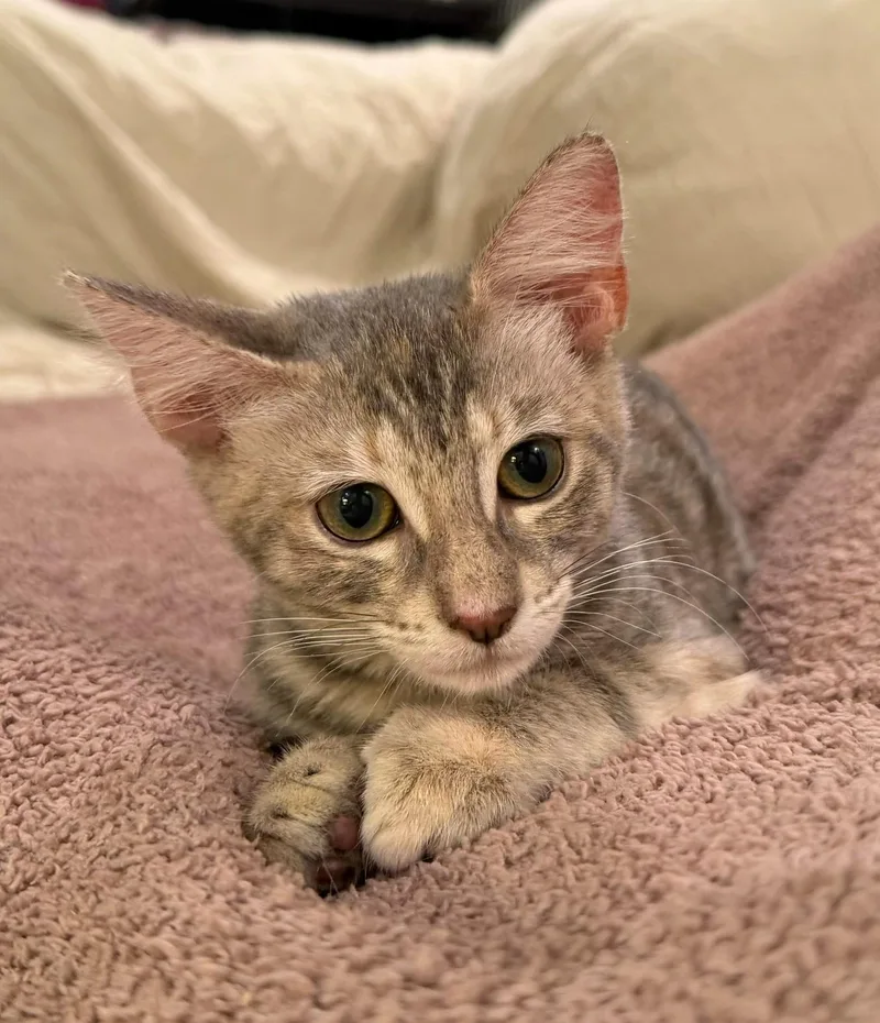 Ellie thumbnail 3