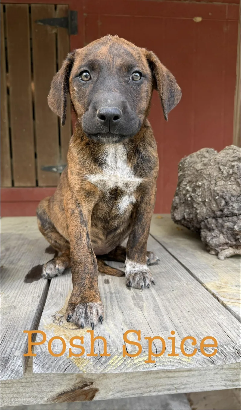 Posh Spice