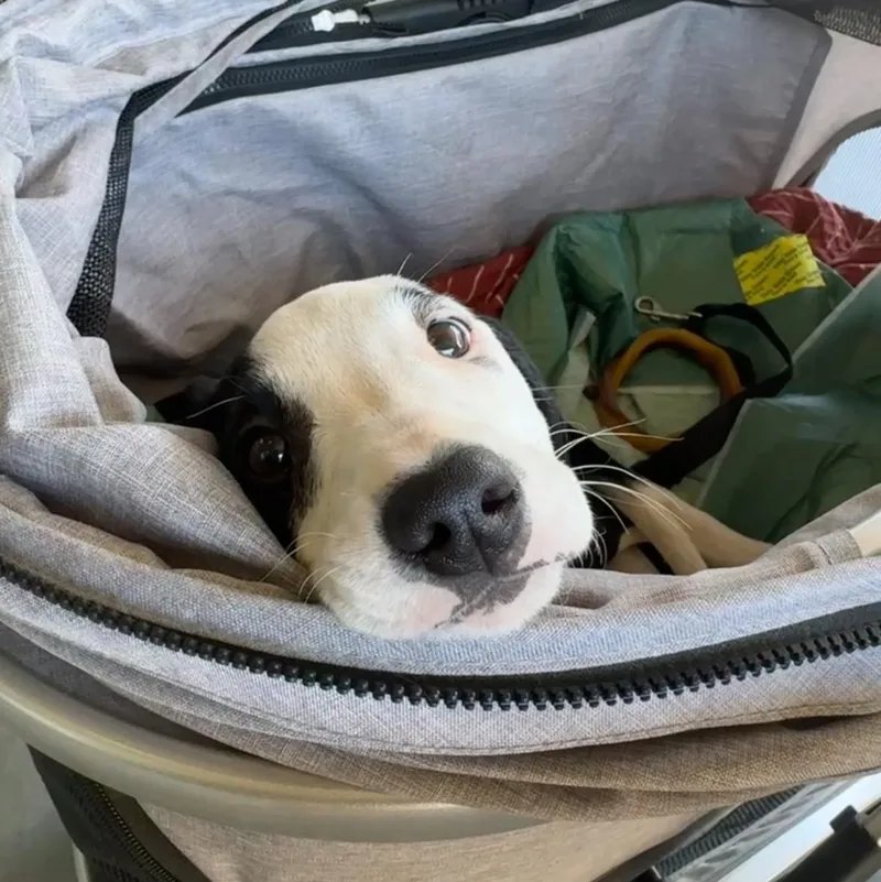 A baby medium-sized female Hound dog named Saffron for adoption in Charlotte, NC