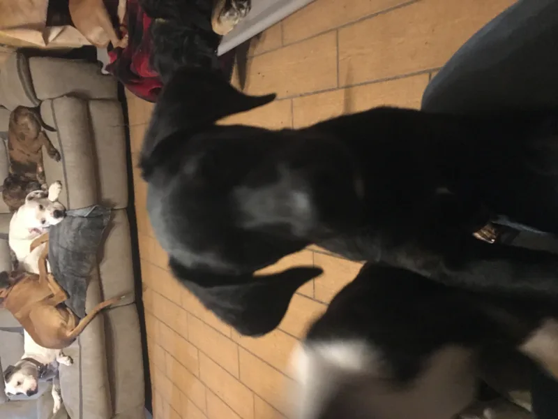 An adult medium-sized male Black Labrador Retriever dog named Rocky for adoption in Pine Bluff, AR