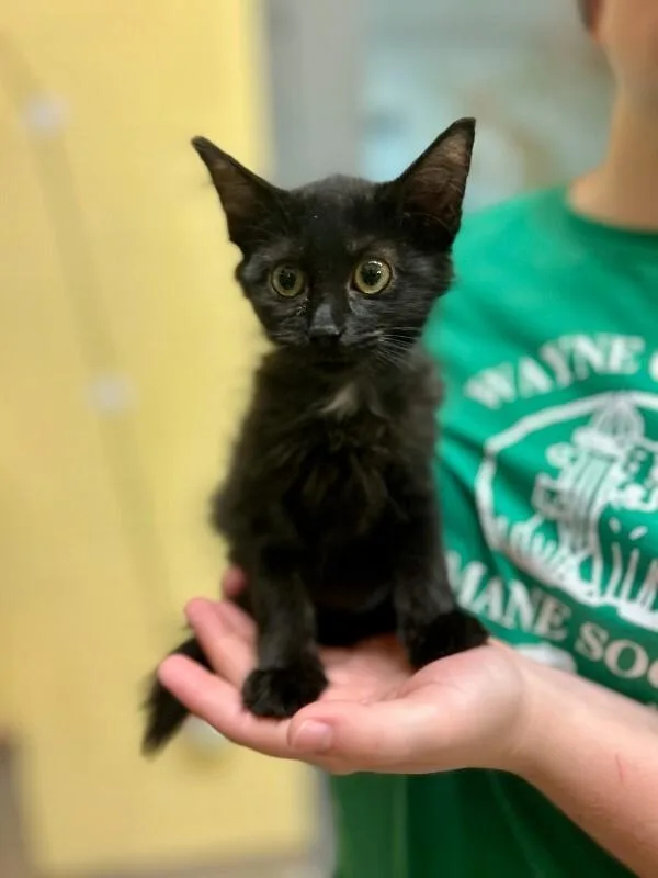 A young medium-sized female Black Domestic Short Hair cat named Fresno for adoption in Wooster, OH