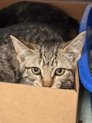 A baby small-sized female Domestic Short Hair cat named Abigail for adoption in West Chester, PA
