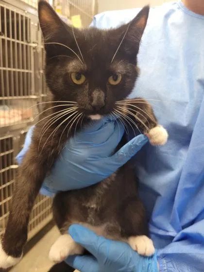 A baby medium-sized female Domestic Short Hair cat named Parentheses for adoption in Hobart, IN