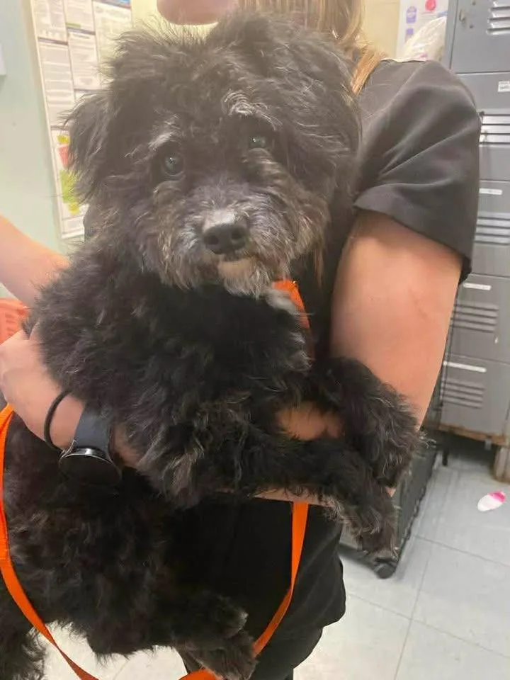 An adult small-sized male Mixed Breed dog named Zoosk for adoption in Ocala, FL