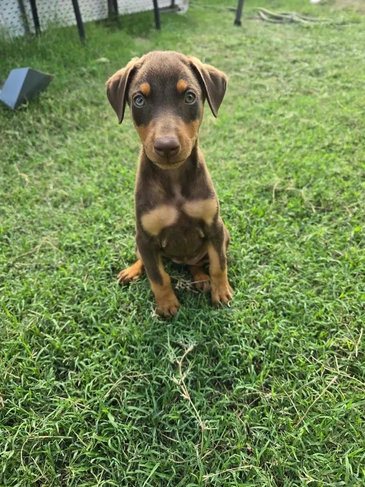 A baby medium-sized female Doberman Pinscher dog named Zara for adoption in Norfolk, MA