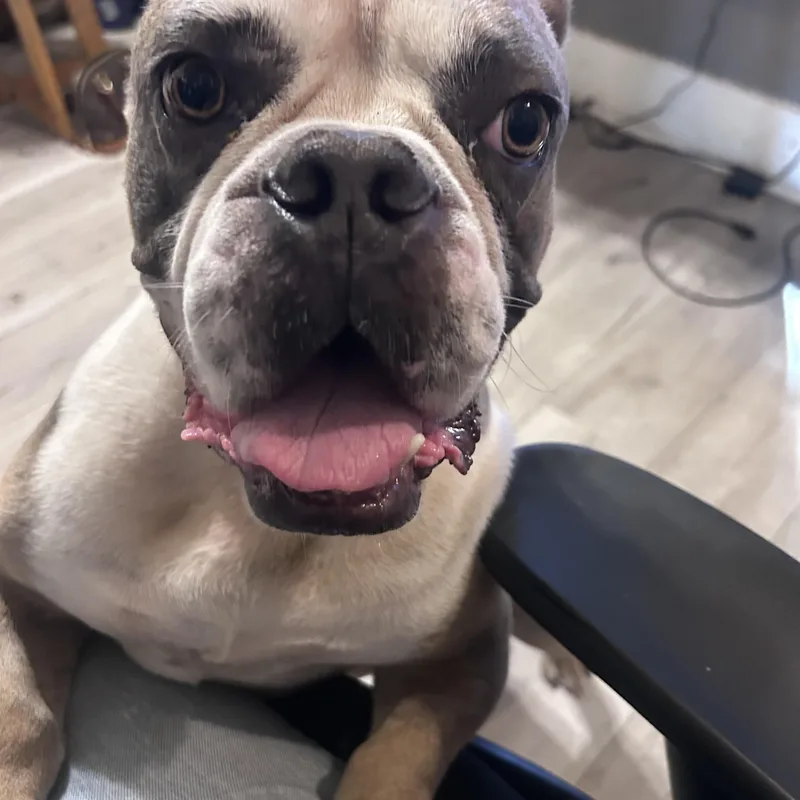 An adult medium-sized male Gray / Blue / Silver American Bully dog named Chase for adoption in Whittier, CA