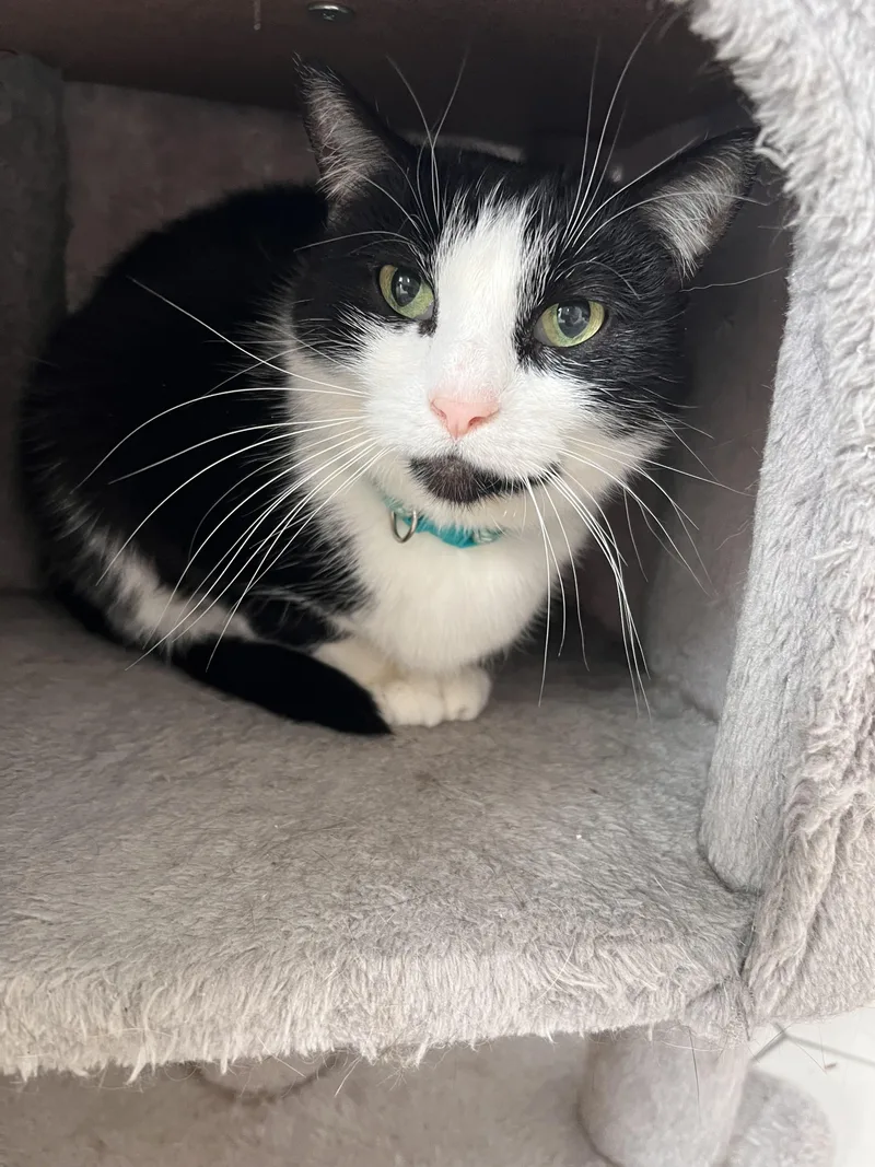 An adult small-sized female Black & White / Tuxedo Domestic Short Hair cat named Marge for adoption in Albany, NY