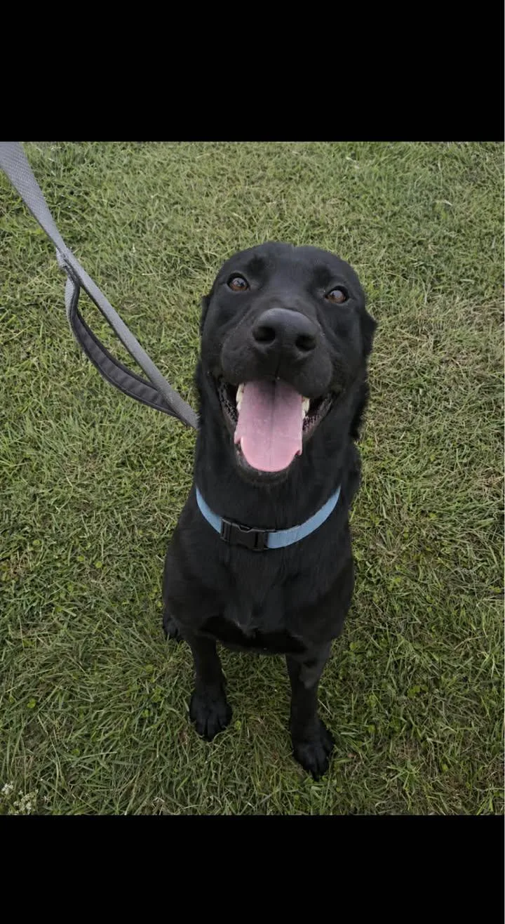 An adult large-sized male Black Labrador Retriever dog named Rogue for adoption in Port Lavaca, TX