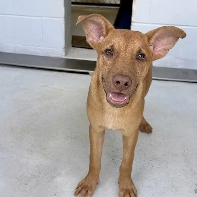 A baby small-sized male Yellow / Tan / Blond / Fawn Black Mouth Cur dog named Helena for adoption in Bastrop, TX