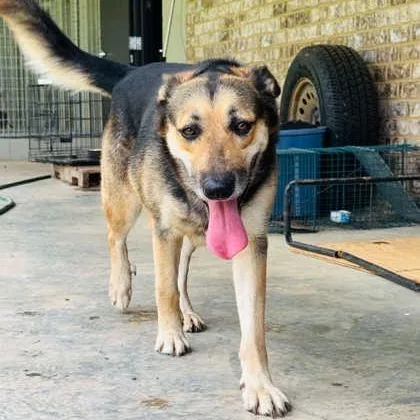 An adult large-sized female Black German Shepherd Dog dog named Sadie for adoption in Fernandina Beach, FL