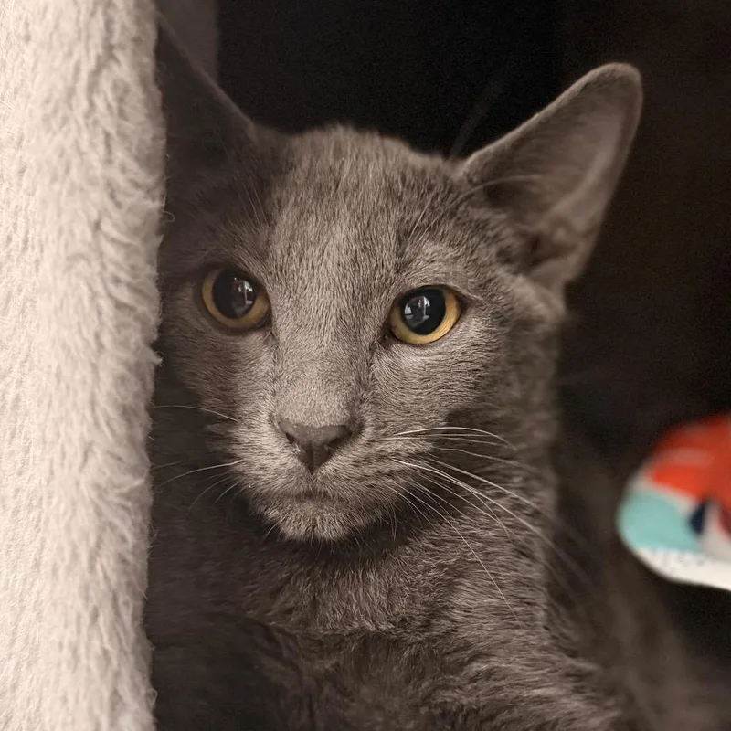 A baby small-sized male Domestic Short Hair cat named Dune for adoption in Gainesville, FL
