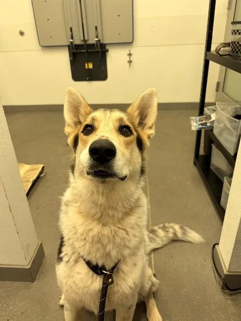 A young large-sized male Siberian Husky dog named Agave for adoption in Mesa, AZ
