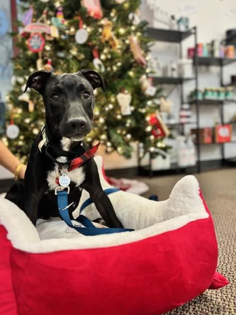 Cubby Cadet thumbnail 2