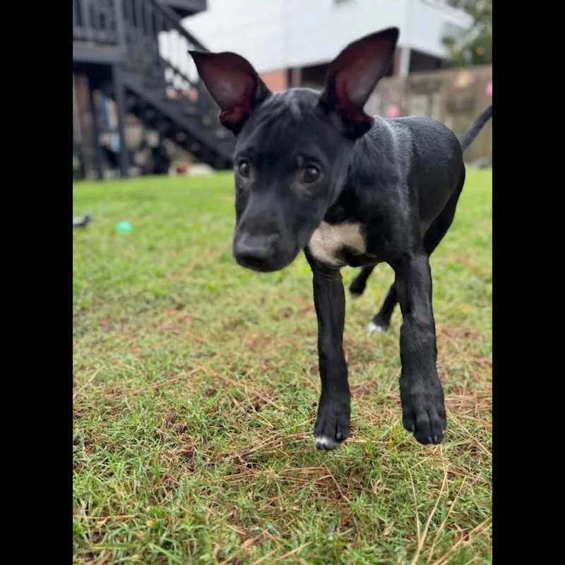 Cubby Cadet thumbnail 3