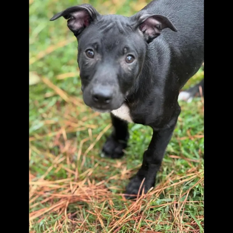 Cubby Cadet thumbnail 4