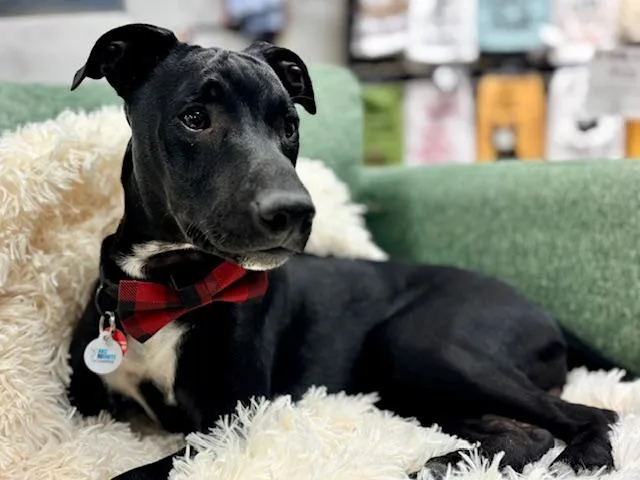 Cubby Cadet thumbnail 6