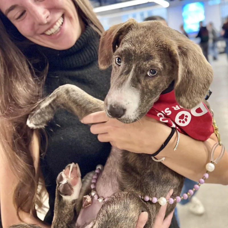 A baby medium-sized female Catahoula Leopard Dog dog named Lady Grey for adoption in New York, NY