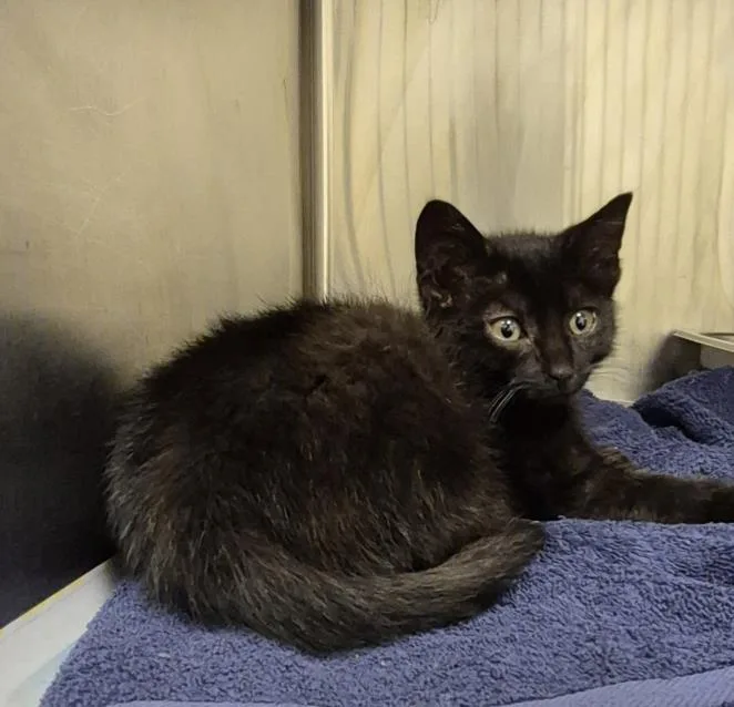 A baby small-sized male Domestic Short Hair cat named Aegon for adoption in Hagerstown, MD