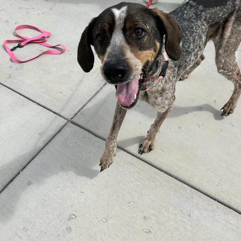 An adult medium-sized female Brown / Chocolate Hound dog named Olga for adoption in Harrisonburg, VA