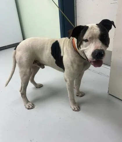 An adult extra large-sized male American Bulldog dog named Brock for adoption in Savannah, GA