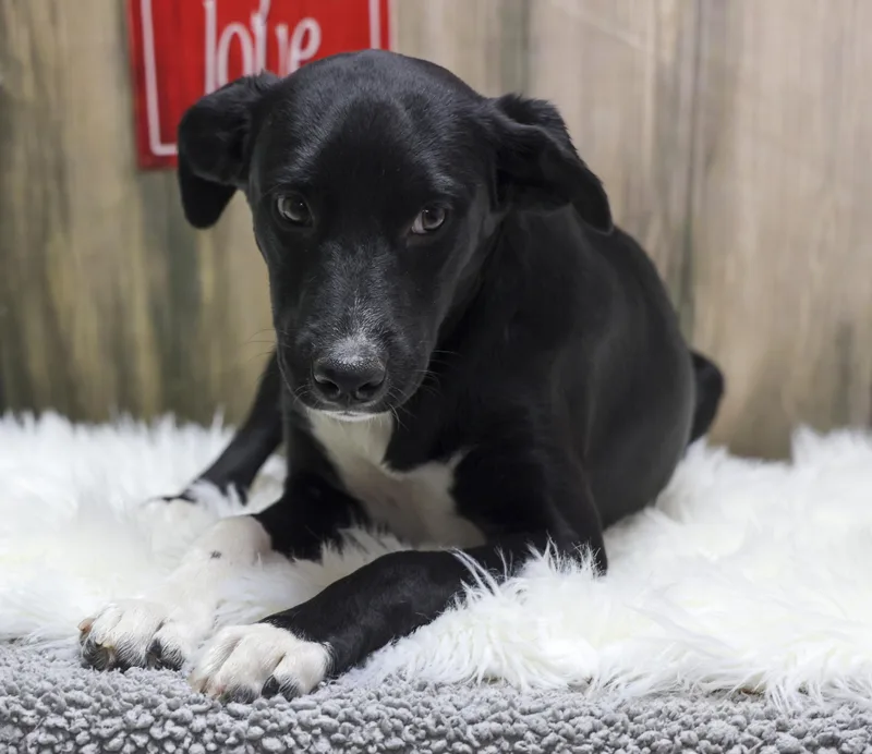 A young medium-sized female Black Labrador Retriever dog named The Black Lab Puppies for adoption in Casa Grande, AZ