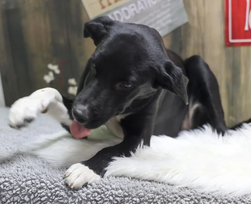The Black Lab Puppies thumbnail 2