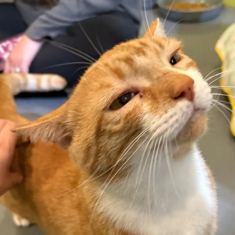 An adult medium-sized male Domestic Short Hair cat named Monterey Jack for adoption in South Bend, IN