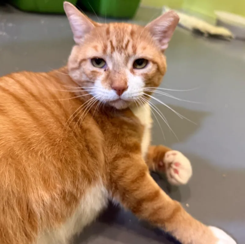 Monterey Jack thumbnail 4