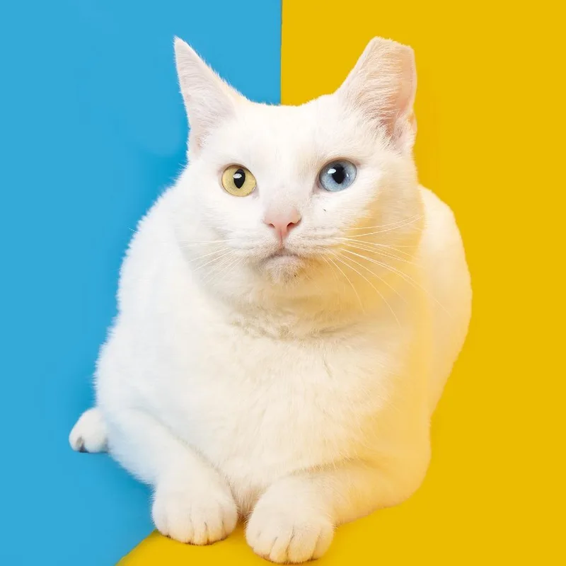 An adult medium-sized female White Domestic Short Hair cat named Rimessa for adoption in Franklin, TN