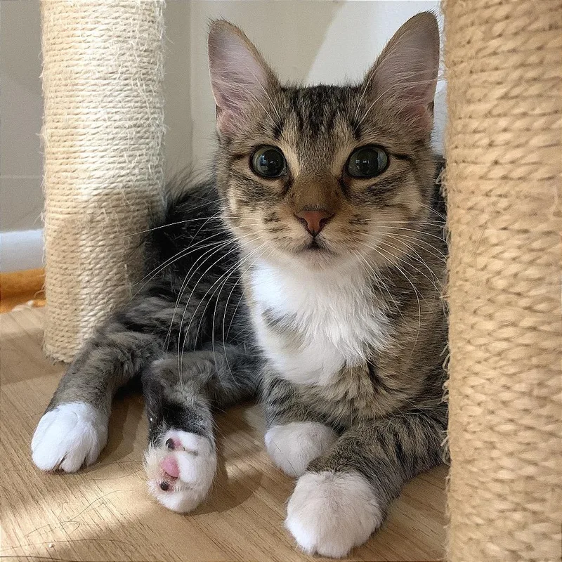 A young medium-sized female Brown / Chocolate Domestic Medium Hair cat named Ares for adoption in South Elgin, IL