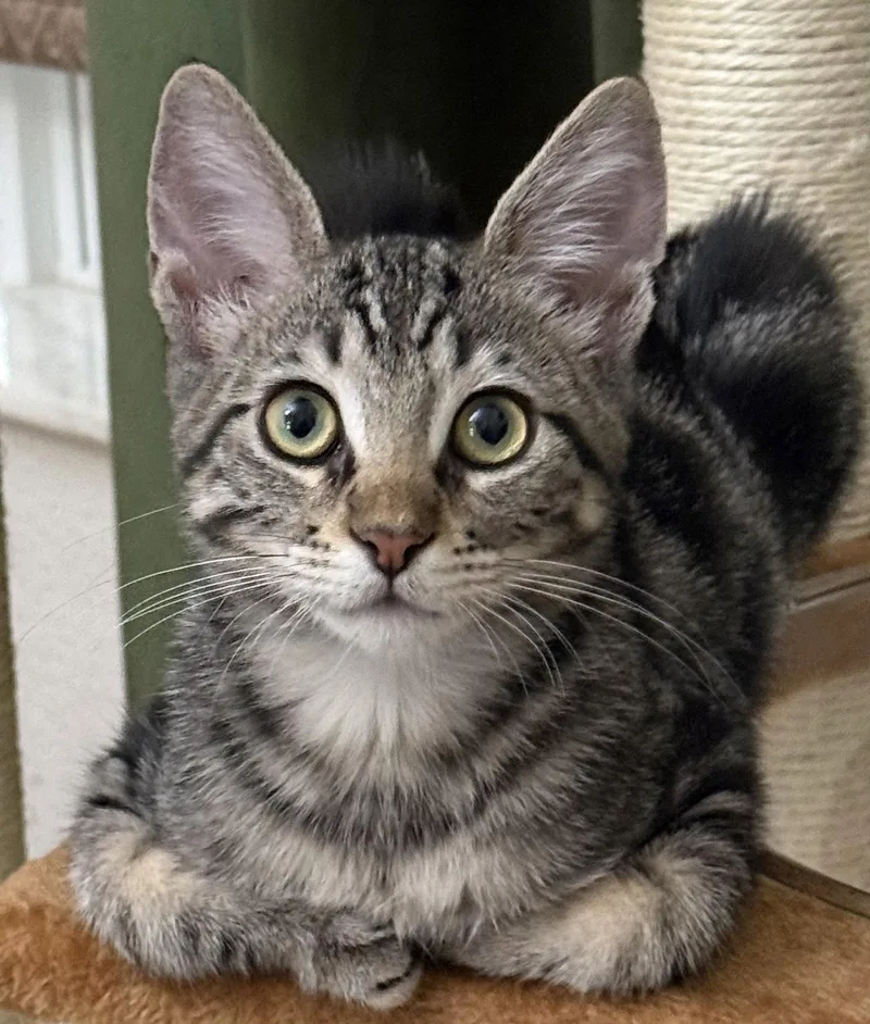 A baby medium-sized male Brown / Chocolate Domestic Short Hair cat named Fate for adoption in Oviedo, FL