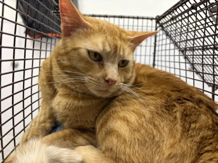 An adult small-sized male Domestic Short Hair cat named Cheezit for adoption in Loveland, CO