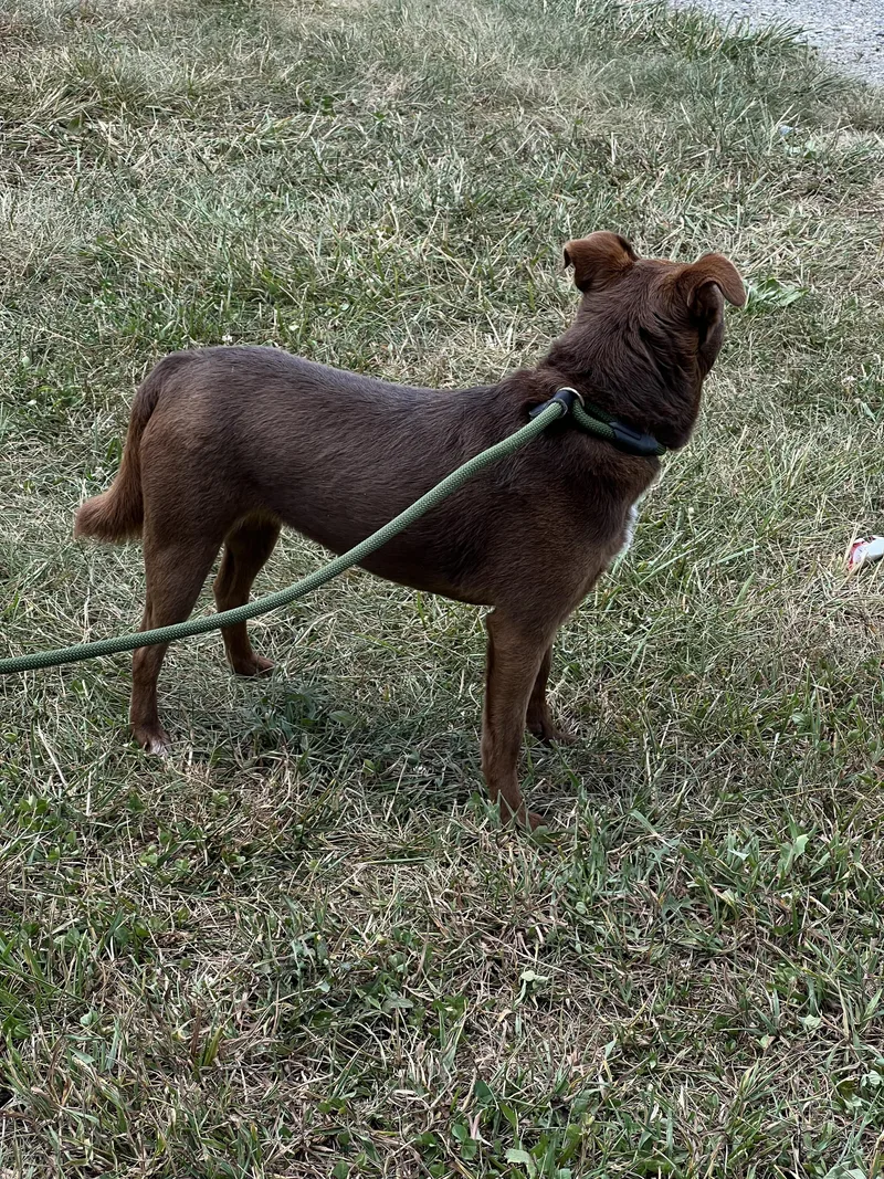 An adult small-sized female Brown / Chocolate Chihuahua dog named Sprinkle for adoption in Sparta, NC