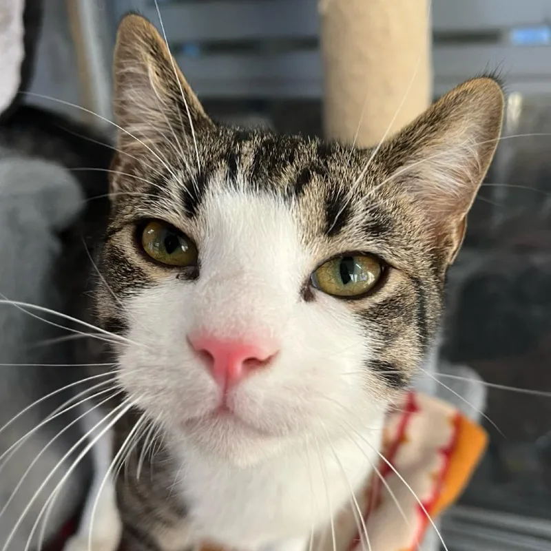 An adult large-sized male Gray / Blue / Silver Domestic Short Hair cat named Cosmo for adoption in Aldie, VA