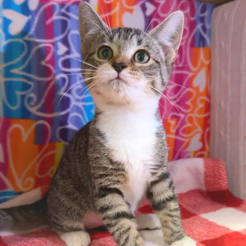 A baby small-sized female Brown / Chocolate Domestic Short Hair cat named Beauty for adoption in Naples, FL