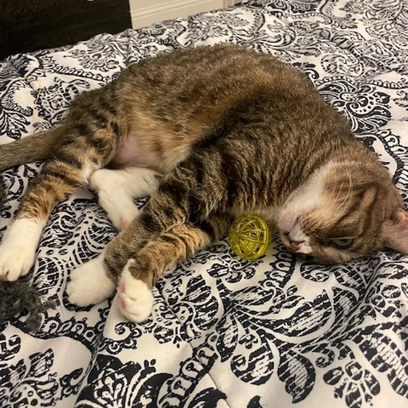 Mango Iii thumbnail 2