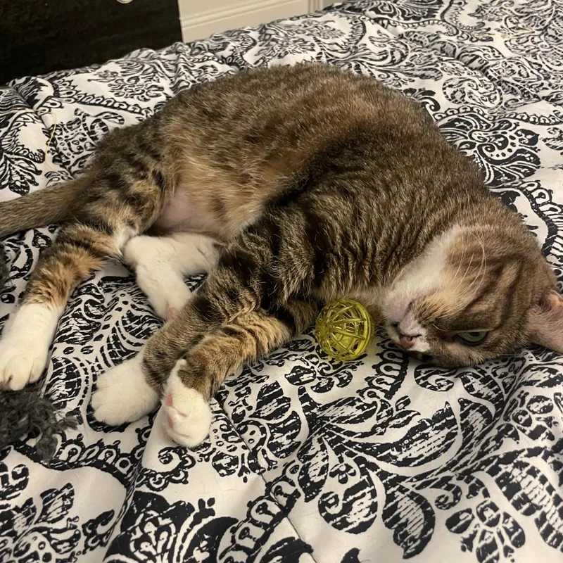 Mango Iii thumbnail 3