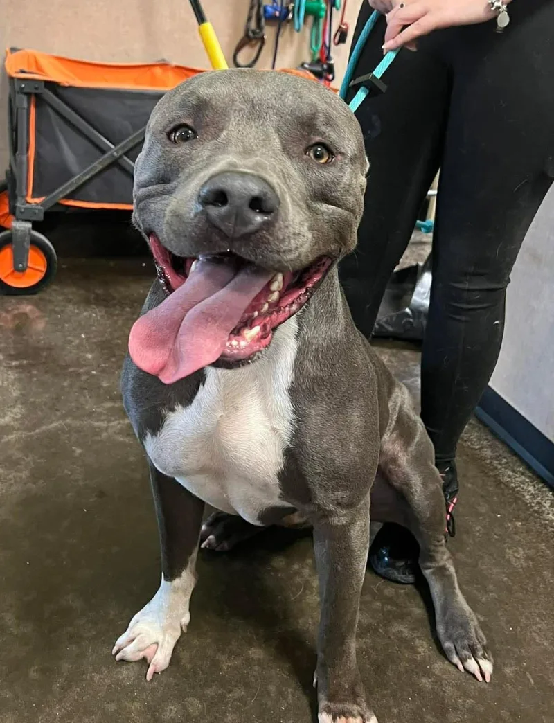 An adult large-sized male American Staffordshire Terrier dog named Blue for adoption in Rockwall, TX