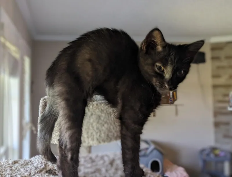 A baby medium-sized female Domestic Short Hair cat named Fushia for adoption in Youngsville, NC