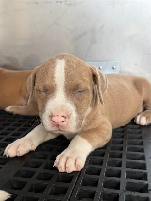 A baby medium-sized male Mixed Breed dog named Frank for adoption in Dallas, TX