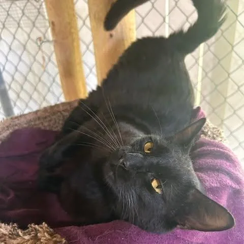 A young medium-sized male Black Domestic Short Hair cat named Ajax for adoption in Ashland, OH