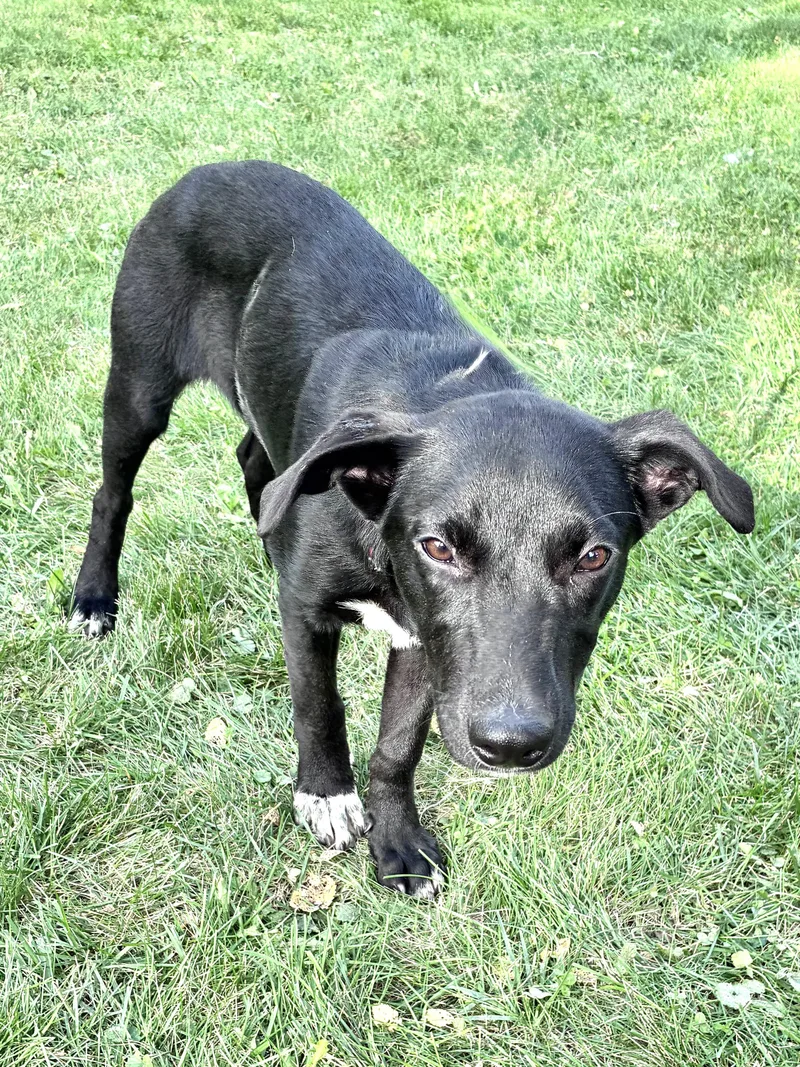 A baby medium-sized female Retriever dog named Gussie for adoption in West Chicago, IL