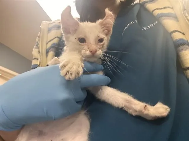 A baby small-sized female Domestic Short Hair cat named Laughland for adoption in Riverside, CA