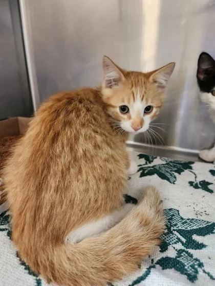A baby small-sized male Domestic Short Hair cat named Boromir for adoption in Independence, MO