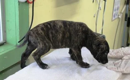 A baby medium-sized male Terrier dog named Michael for adoption in Picayune, MS
