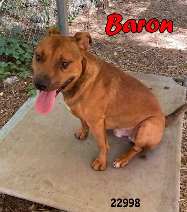 An adult large-sized male Pit Bull Terrier dog named Baron for adoption in Oak Ridge, TN