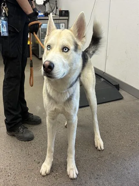 A young large-sized male Siberian Husky dog named Apollo for adoption in Mesa, AZ